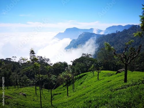 Coonoor mountain valley with clouds and tea estate, Tamilnadu ,India