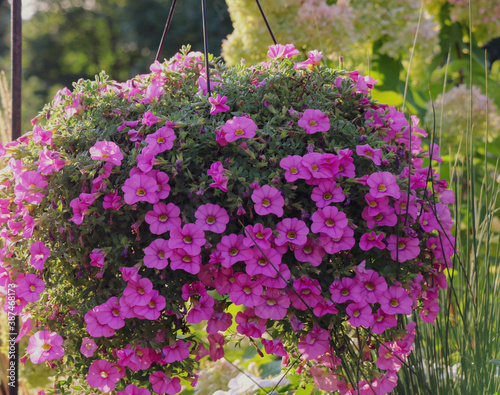 Fuchsia superbell trailing petunias on a sunny summer morning with Limelight hydrangeas in the background photo