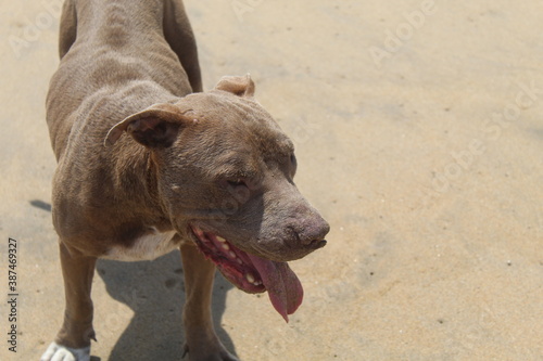 Fototapeta Naklejka Na Ścianę i Meble -  perro en playa