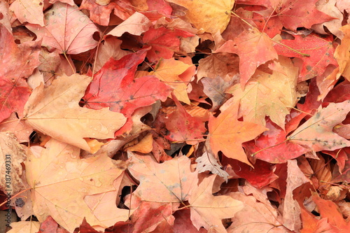 Colorful autumn leaves lie on the ground