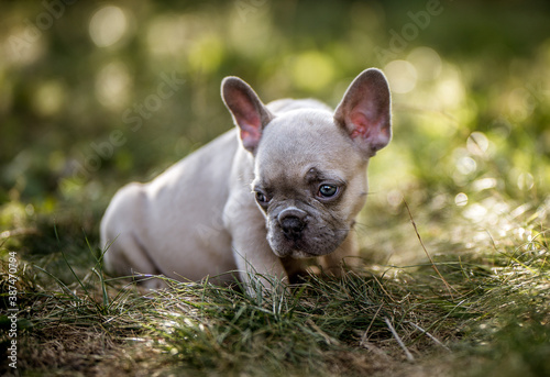 Französische Bulldogge Welpe