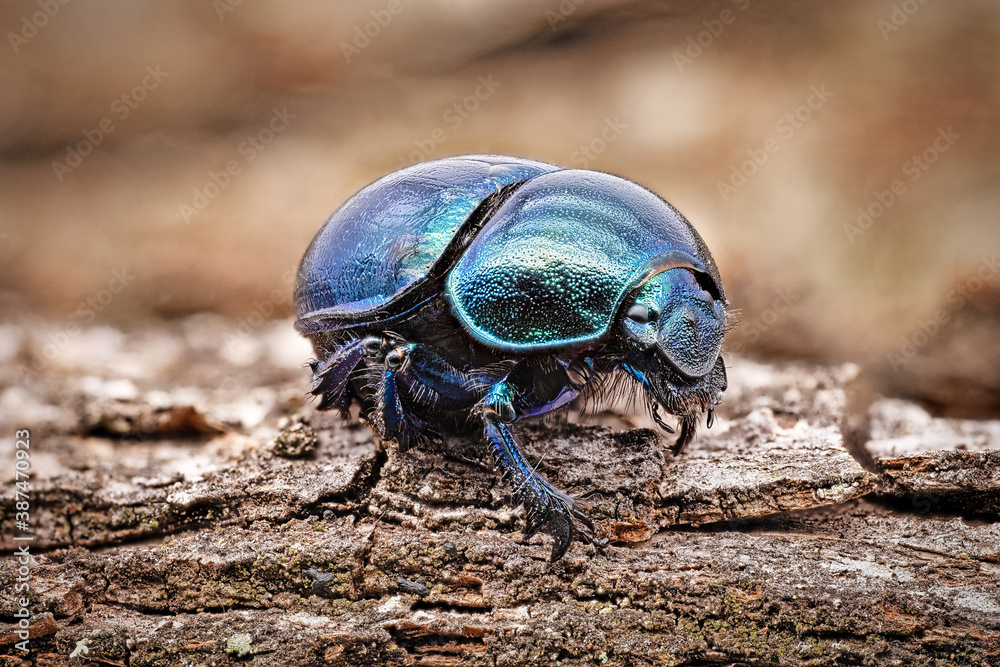 Käfer Wald Macroaufnahme Käfer Wald Macroaufnahme