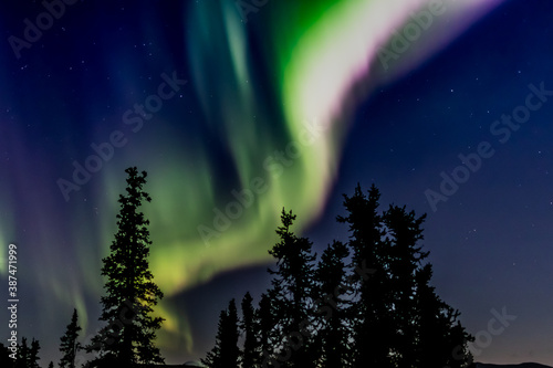 Aurora Borealis  northern lights  in the night sky near Fairbanks  Alaska  with silhouettes of pine trees in the foreground