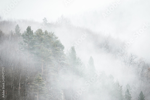 mysterious foggy mountain landscape, clouds fell on mountains and forest, toned, defocused, good as background for your text