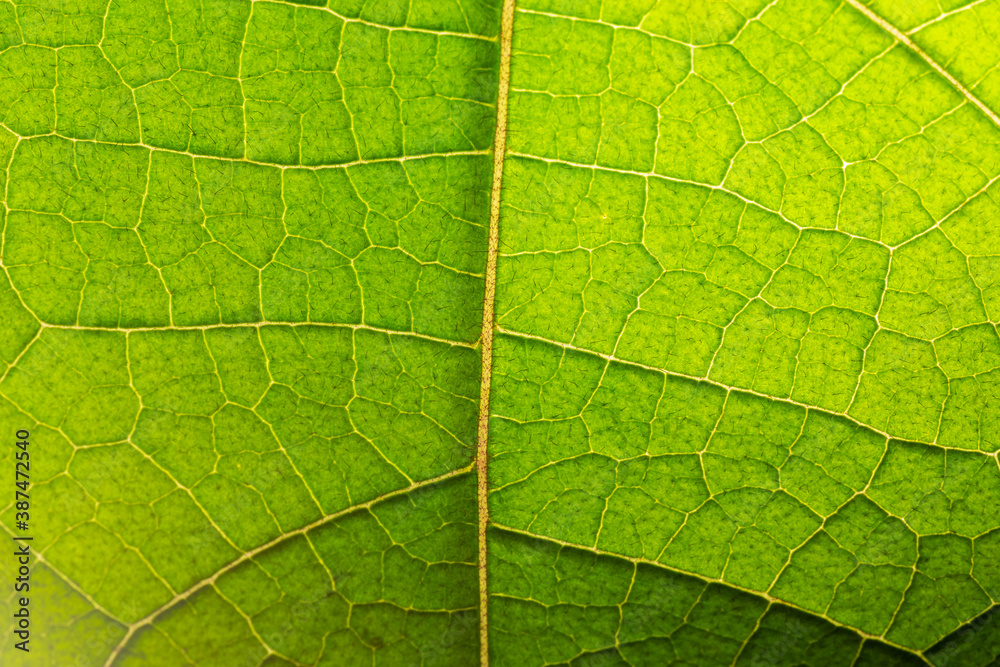 Macro of a green leaf Macro of a green leaf