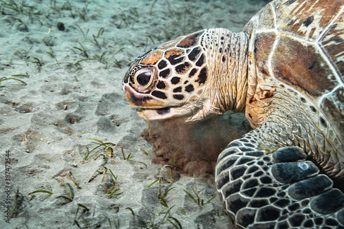 Green Sea Turtle in coral reef of Red Sea   Egypt