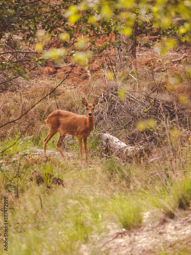 deer in the woods © JanRens