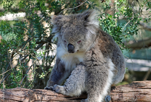 Fototapeta Naklejka Na Ścianę i Meble -  Koala waking up - Phillip Island, Victoria, Australia