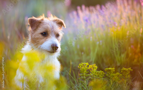 Cute happy jack russell terrier pet dog puppy sitting in the lavender field with flowers