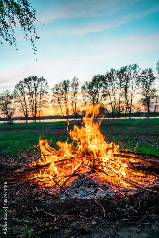 Firewood burns in a fire. Charred sticks. Tall trees at sunset. Vertical photo Firewood burns in a fire. Charred sticks. Tall trees at sunset. Vertical photo