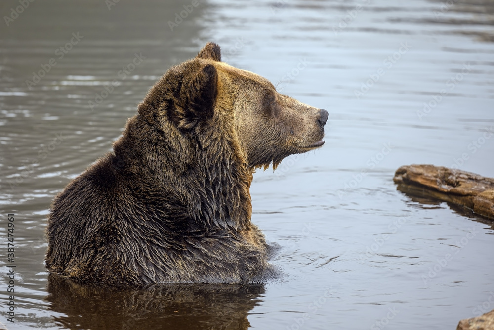 Grizzly Bear (Ursus arctos horribilis) having rest in the water Grizzly Bear (Ursus arctos horribilis) having rest in the water