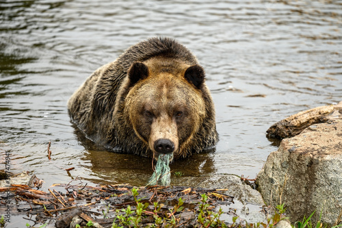 A grizzly bear (Ursus arctos horribilis) eating food waste from a plastic bag in British Columbia, Canada