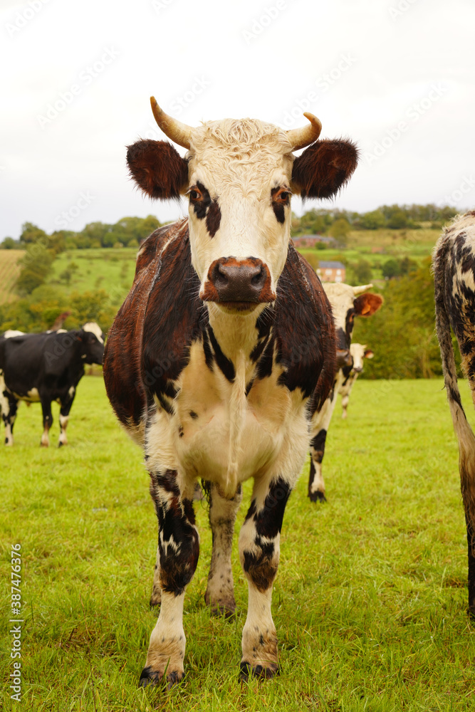 Animal ferme vache 460
