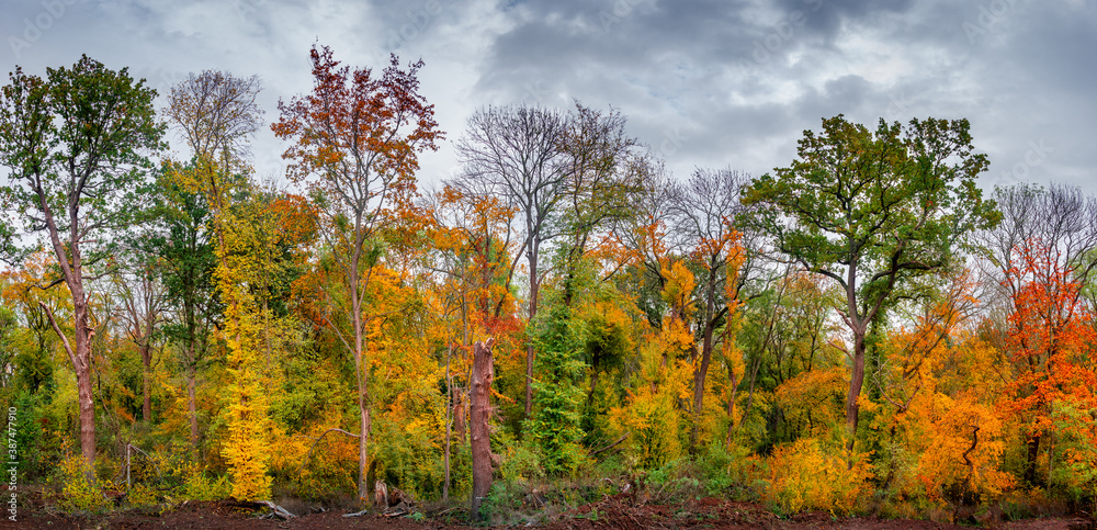 Hiking through dense woods as northern hemisphere jungle with many different plants in golden Autumn colors, panorama, with dramatic rainy sky. Hiking through dense woods as northern hemisphere jungle with many different plants in golden Autumn colors, panorama, with dramatic rainy sky.