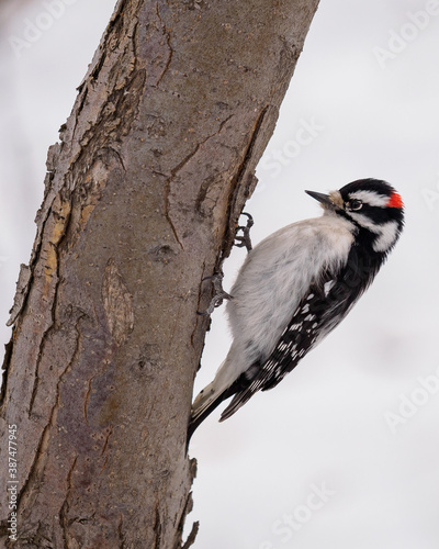 a downy woodpecker bird on a tree in Calgary park