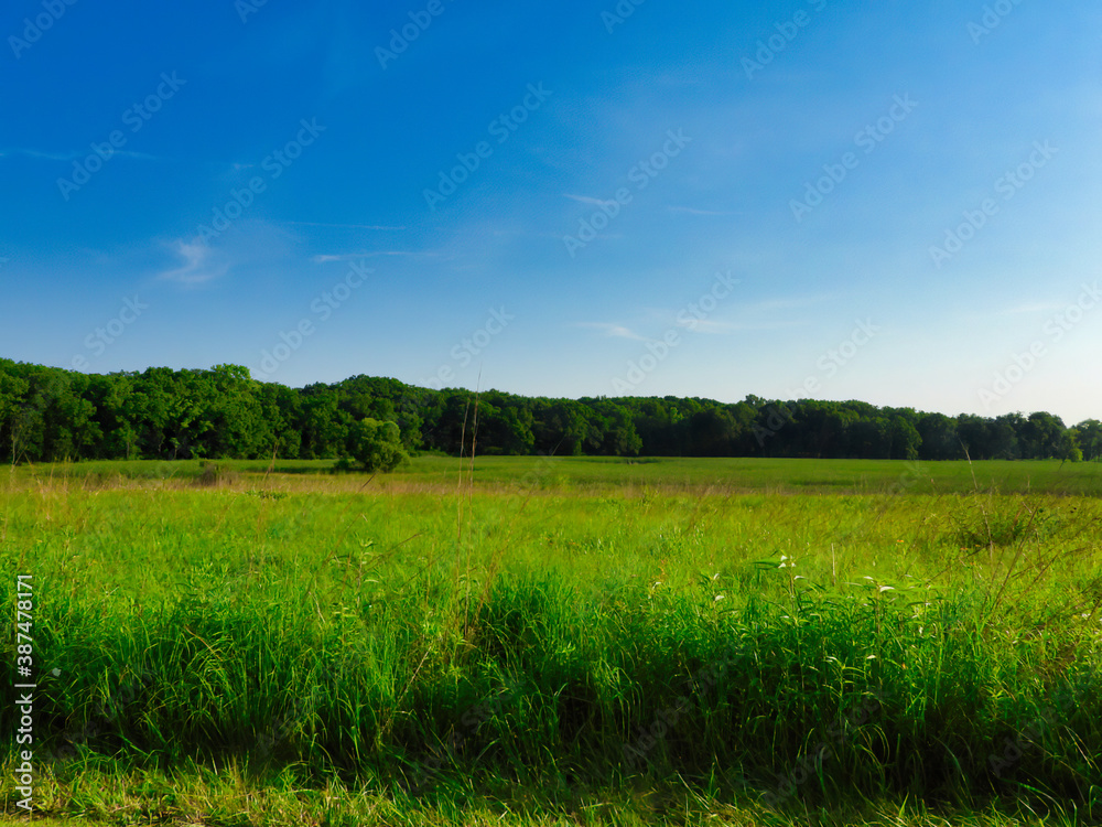 Summer Landscape View of Prairie Meadow Along Forest Line with Vibrant Green Color with Bright Blue Sky in the Background