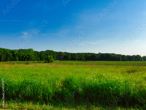 Summer Landscape View of Prairie Meadow Along Forest Line with Vibrant Green Color with Bright Blue Sky in the Background