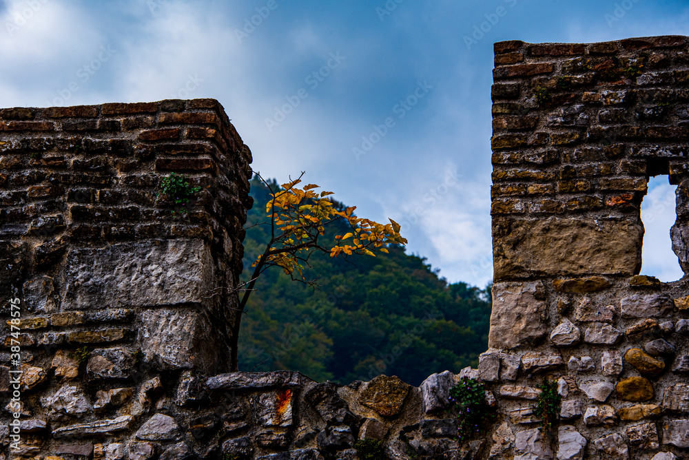 small yellow tree on the ancient walls