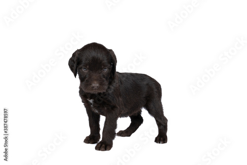Czech pointer dog or Bohemian wire dog named Cesky fousek eight - week puppy isolated on white