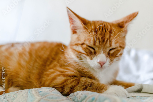 ginger cute kitten sleeping on the bed