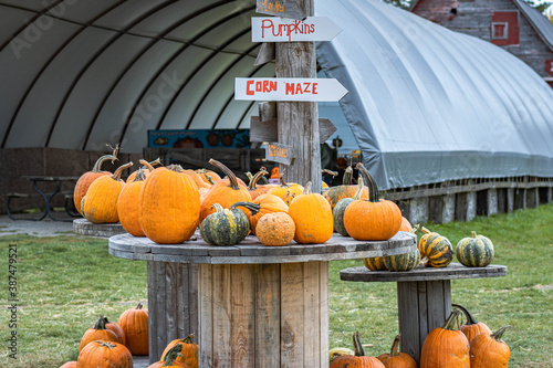 pumpkins and gourds at a farm