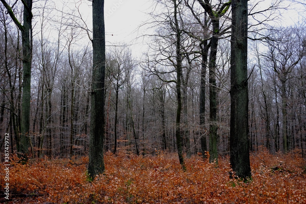 autumn in the forest