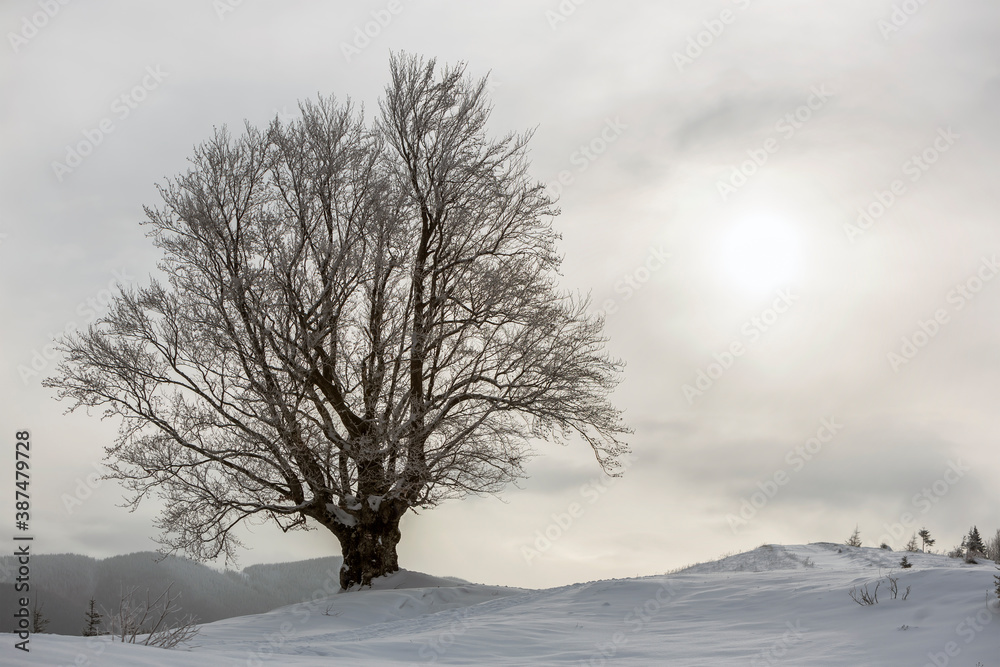 Winter black and white landscape with big tree in deep snow on cold sunny day on copy space background of cloudy sky. Winter black and white landscape with big tree in deep snow on cold sunny day on copy space background of cloudy sky.
