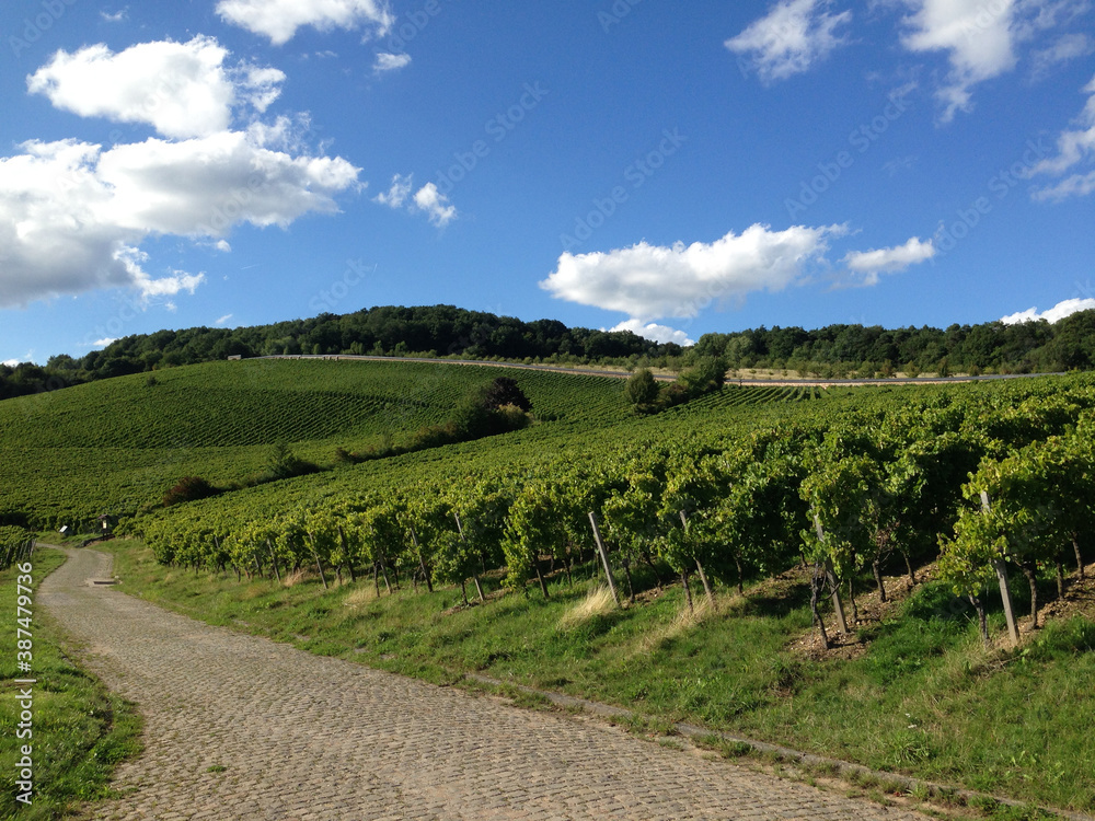 vineyard in the summer countryside