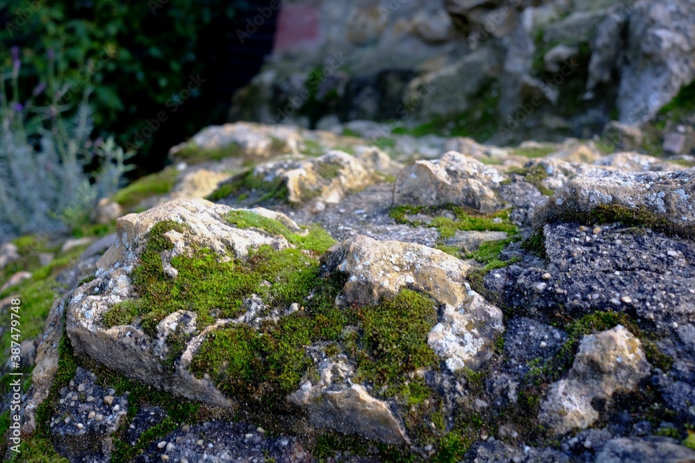 moss on rocks in morning light