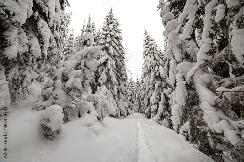 Dense mountain forest with tall dark green spruce, path in white clean deep snow on bright frosty winter day.