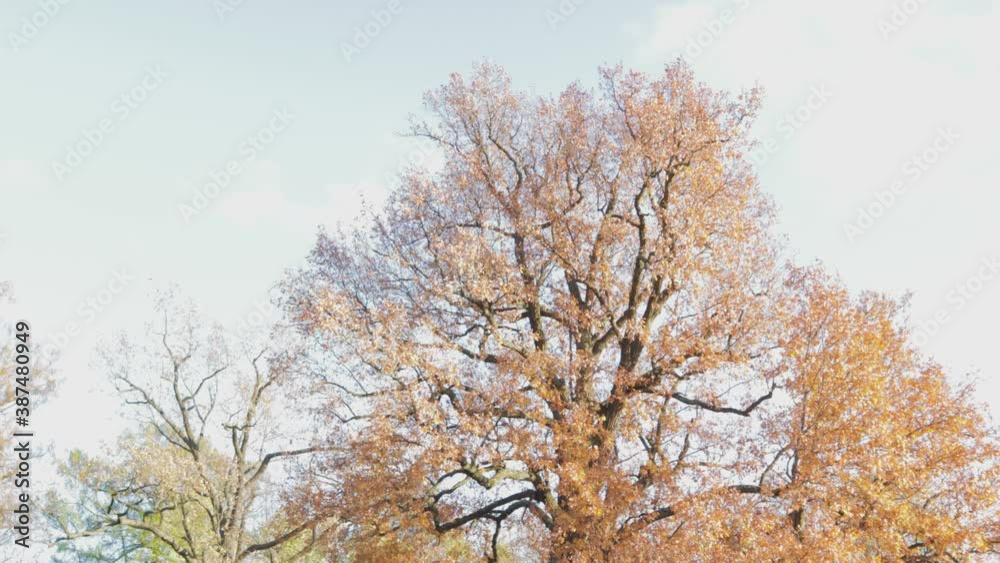 big tree with branches autumn weather fairy tale yellow yellow big tree with branches autumn weather fairy tale yellow yellow