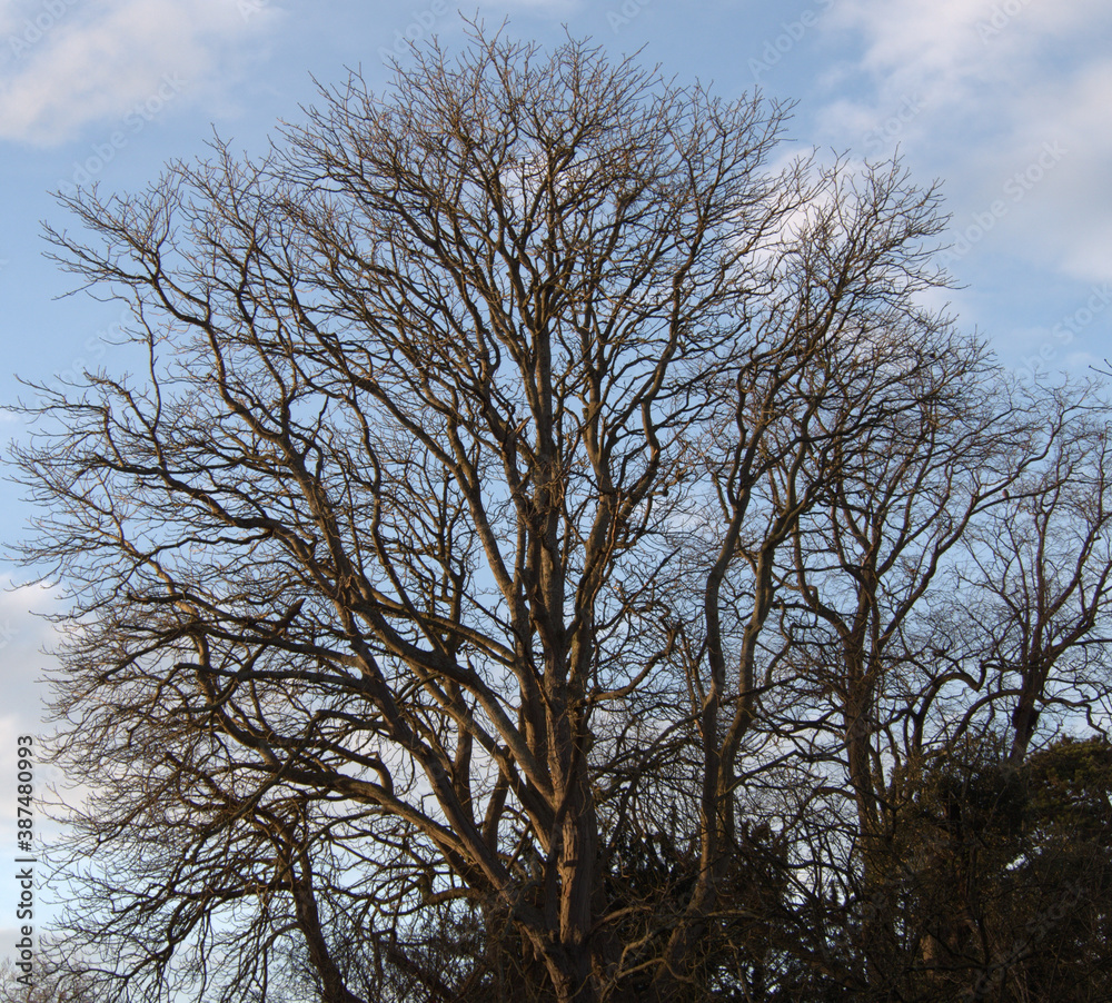During the fall and well into winter the deciduous trees are stripped down until spring