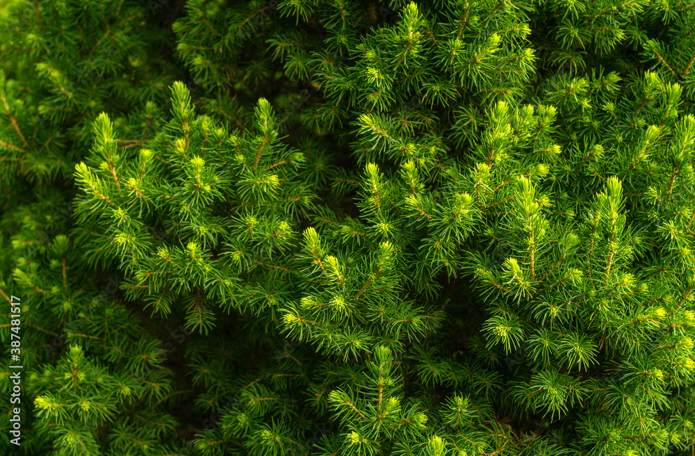 Background texture made of spruce branches
