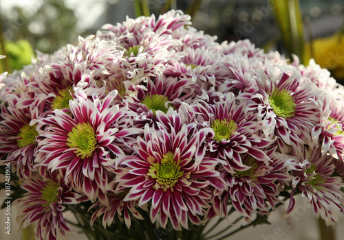 chrysanthemum flowers