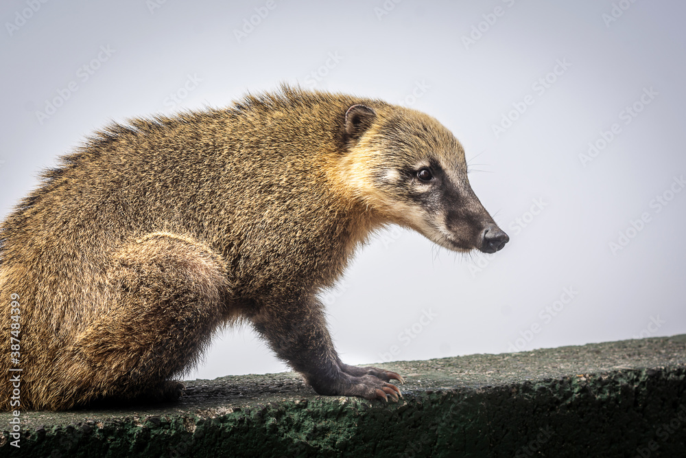 South American Coati in Serra do Rio do Rastro, Brazil South American Coati in Serra do Rio do Rastro, Brazil