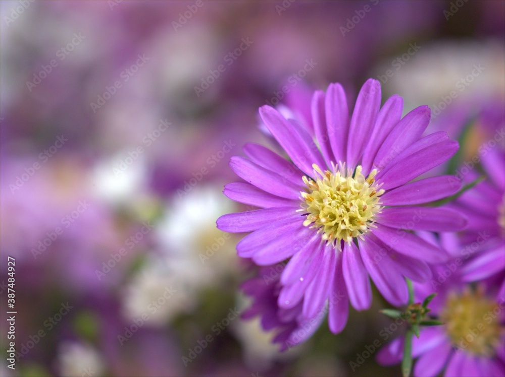 Fototapeta premium Closeup pink petals of purple Tatarian aster tataricus daisy flower plants in garden with blurred background ,macro image ,sweet color for card design