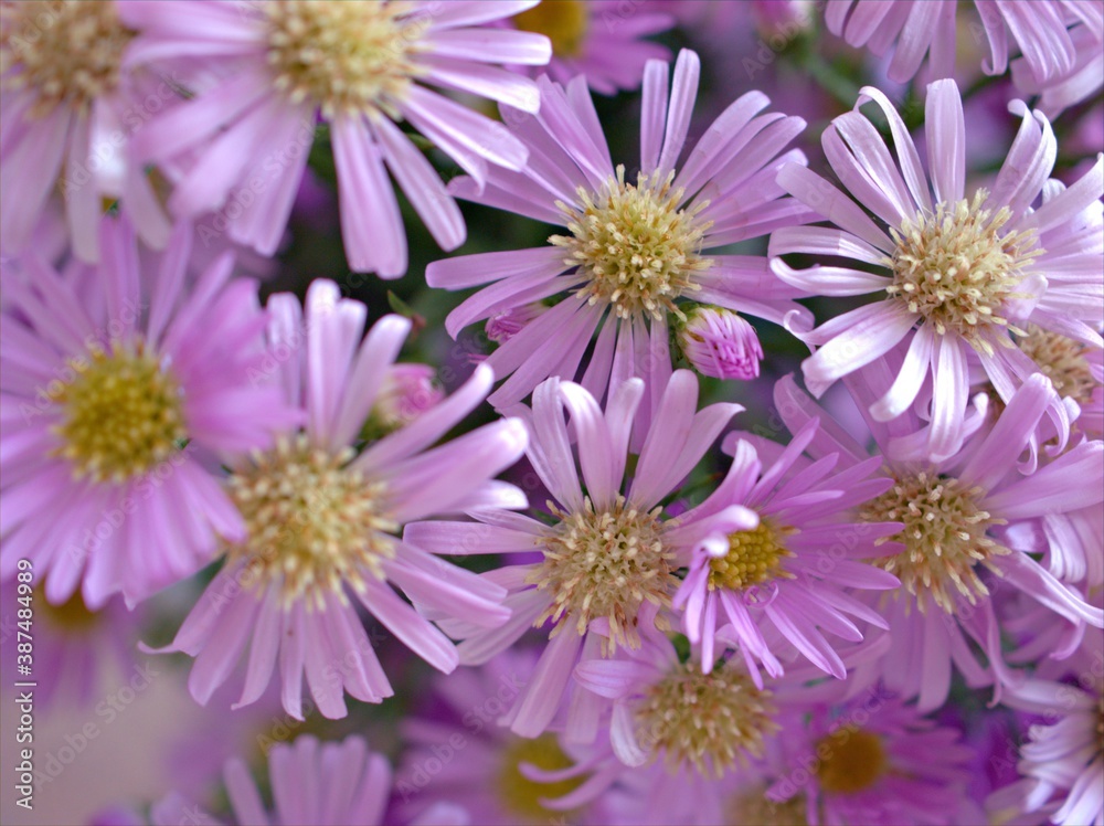 Closeup pink petals of purple Tatarian aster tataricus daisy flower plants in garden with blurred background ,macro image ,sweet color for card design Closeup pink petals of purple Tatarian aster tataricus daisy flower plants in garden with blurred background ,macro image ,sweet color for card design
