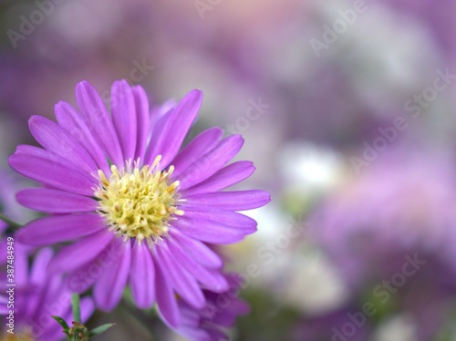 Closeup pink petals of purple Tatarian aster tataricus daisy flower plants in garden with blurred background  macro image  sweet color for card design
