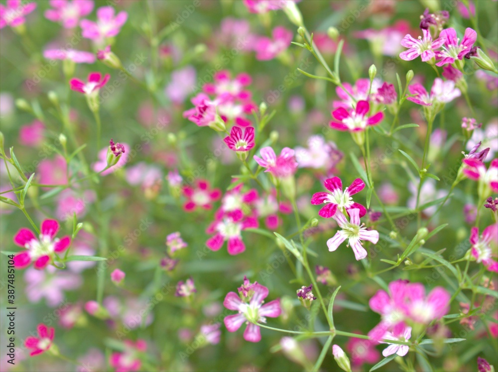 Closeup pink flower Baby's -breath ,petals of red Gypsophila flower plants in garden with sunshine and blurred background ,macro image ,sweet color for card design ,pink flowers in the field Closeup pink flower Baby's -breath ,petals of red Gypsophila flower plants in garden with sunshine and blurred background ,macro image ,sweet color for card design ,pink flowers in the field