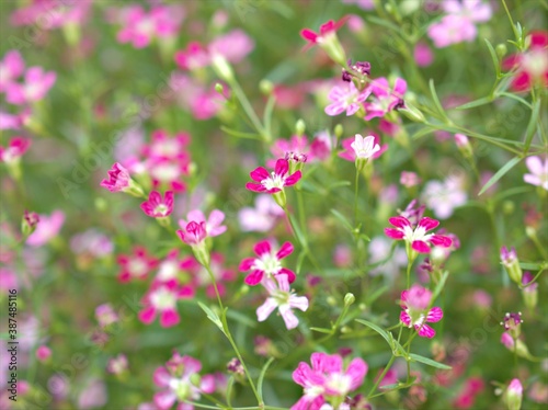 Closeup pink Baby's -breath ,petals of red Gypsophila flower plants in garden with sunshine and blurred background ,macro image ,sweet color for card design