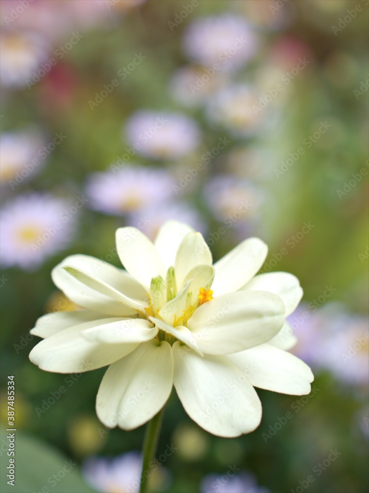 Closeup white petals of Zinnia angustifolia flower plants in garden with green blurred background ,macro image ,sweet color for card design Closeup white petals of Zinnia angustifolia flower plants in garden with green blurred background ,macro image ,sweet color for card design