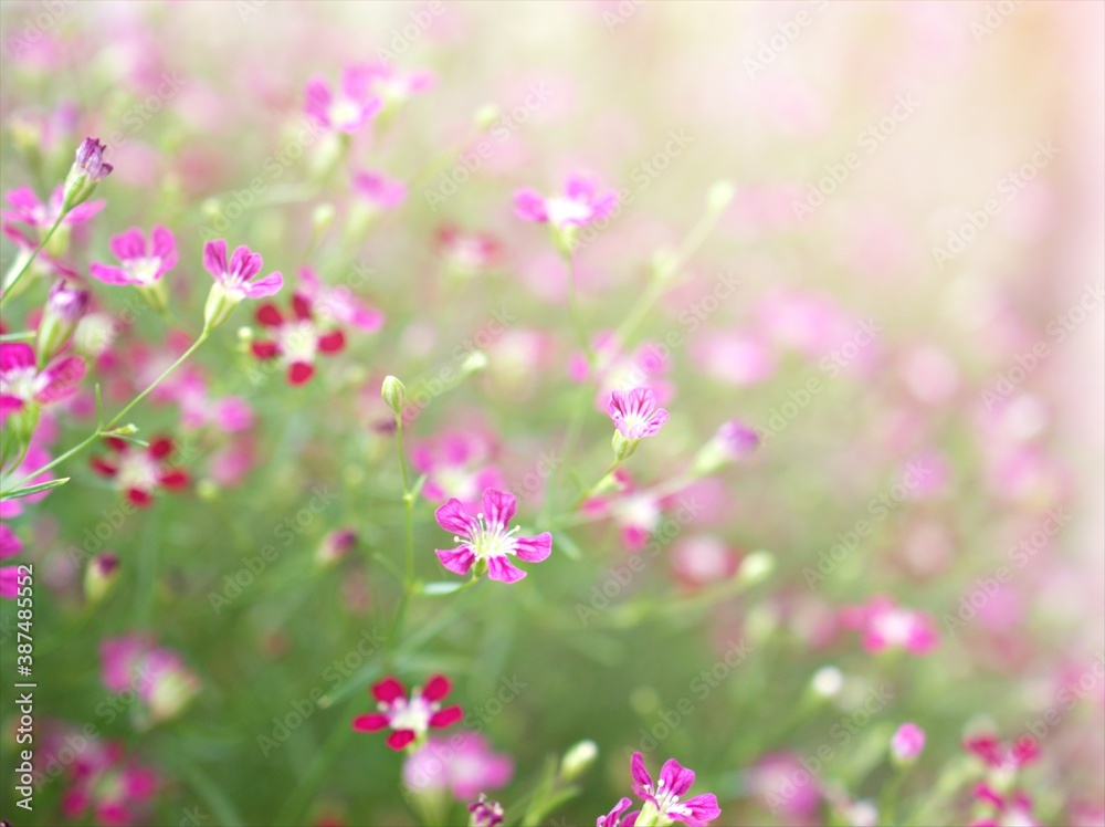 Closeup pink Baby's -breath ,petals of red Gypsophila flower plants in garden with sunshine and blurred background ,macro image ,sweet color for card design Closeup pink Baby's -breath ,petals of red Gypsophila flower plants in garden with sunshine and blurred background ,macro image ,sweet color for card design