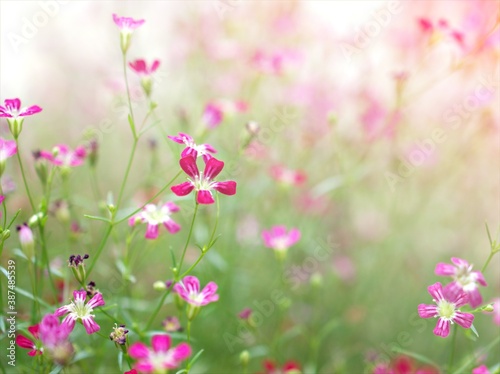 Closeup pink Baby's -breath ,petals of red Gypsophila flower plants in garden with sunshine and blurred background ,macro image ,sweet color for card design