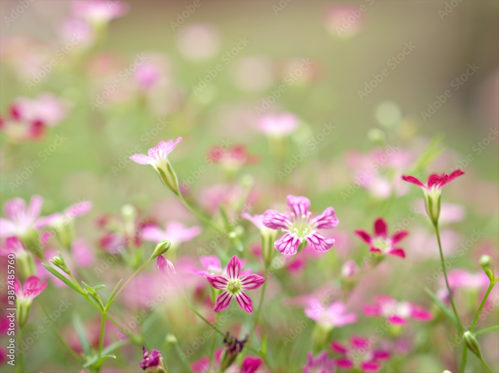 Closeup pink Baby's -breath ,petals of red Gypsophila flower plants in garden with sunshine and blurred background ,macro image ,sweet color for card design Closeup pink Baby's -breath ,petals of red Gypsophila flower plants in garden with sunshine and blurred background ,macro image ,sweet color for card design