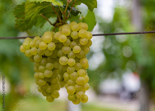 Plakat Grapes on a Vineyard