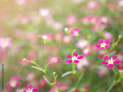 Closeup pink Baby s -breath  petals of red Gypsophila flower plants in garden with sunshine and blurred background  macro image  sweet color for card design