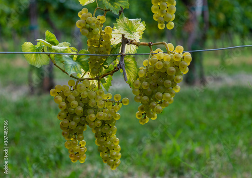 Obraz na płótnie Grapes on a Vineyard