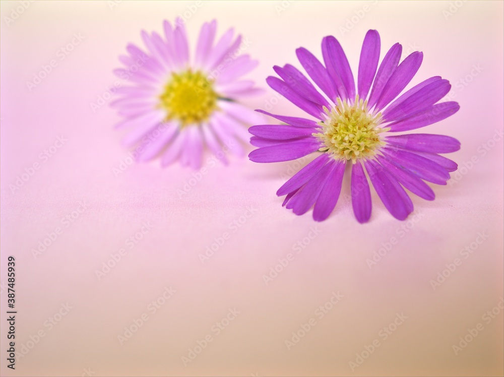Closeup violet petals of purple Tatarian aster tataricus daisy flower on pink blurred background ,macro image ,soft focus ,sweet color for card design