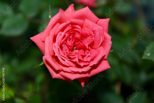 beautiful red rose