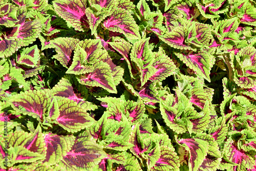 Coleus Plant with Green and Purple Leaves Coleus Plant with Green and Purple Leaves